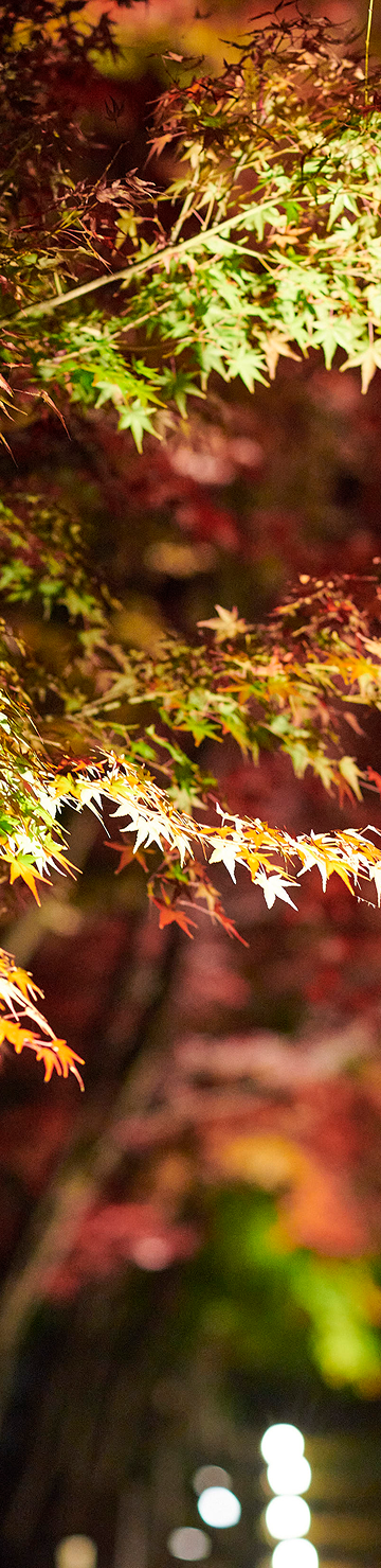 紅葉
